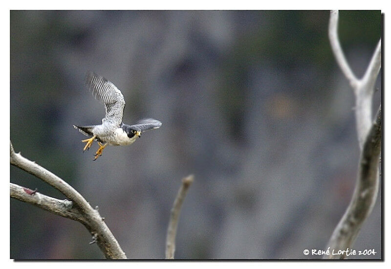 Peregrine Falcon