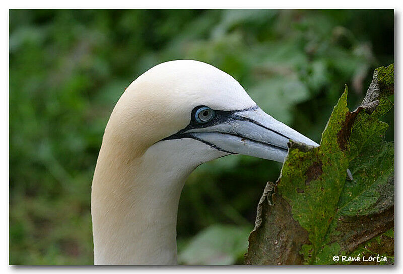 Northern Gannet