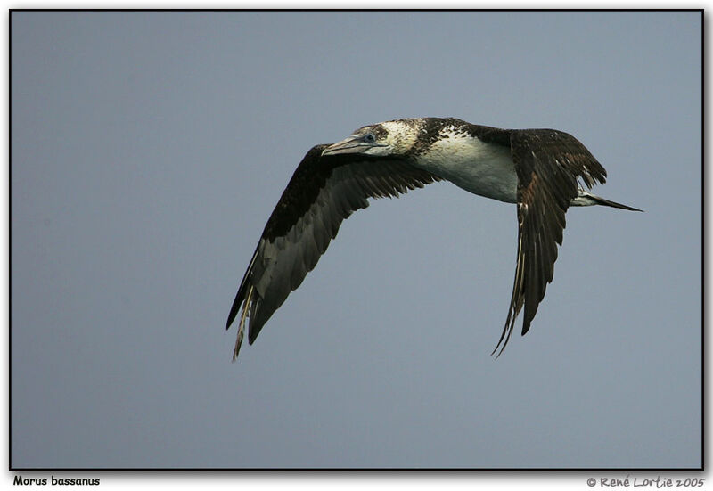 Northern Gannet