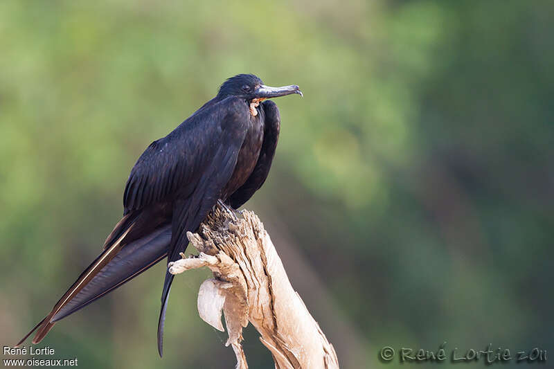 Magnificent Frigatebirdadult, identification