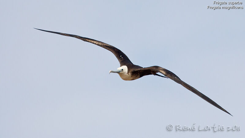 Magnificent Frigatebirdadult, Flight