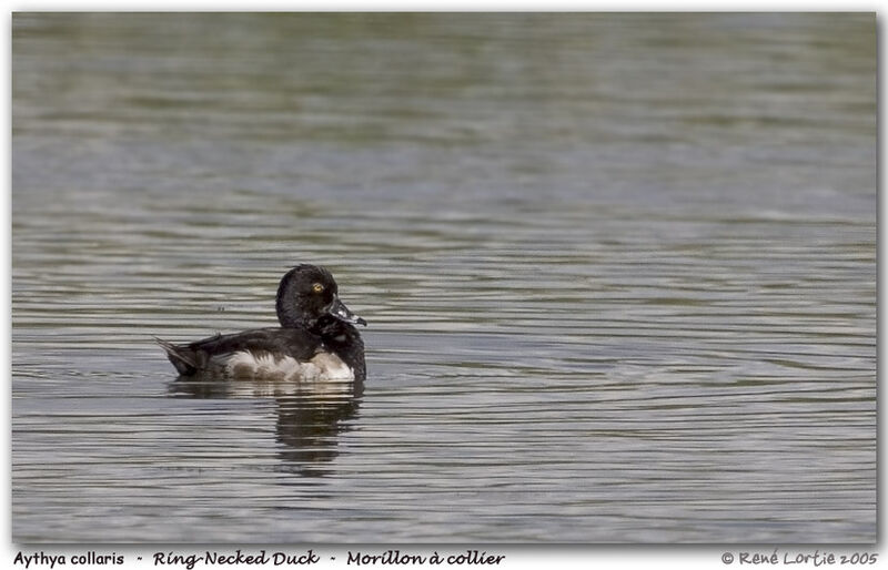 Ring-necked Duck