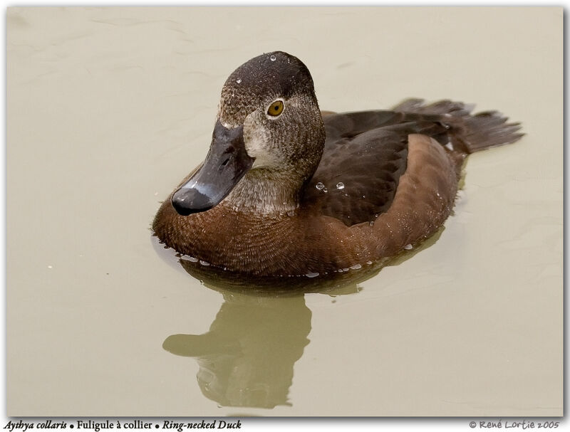 Ring-necked Duck