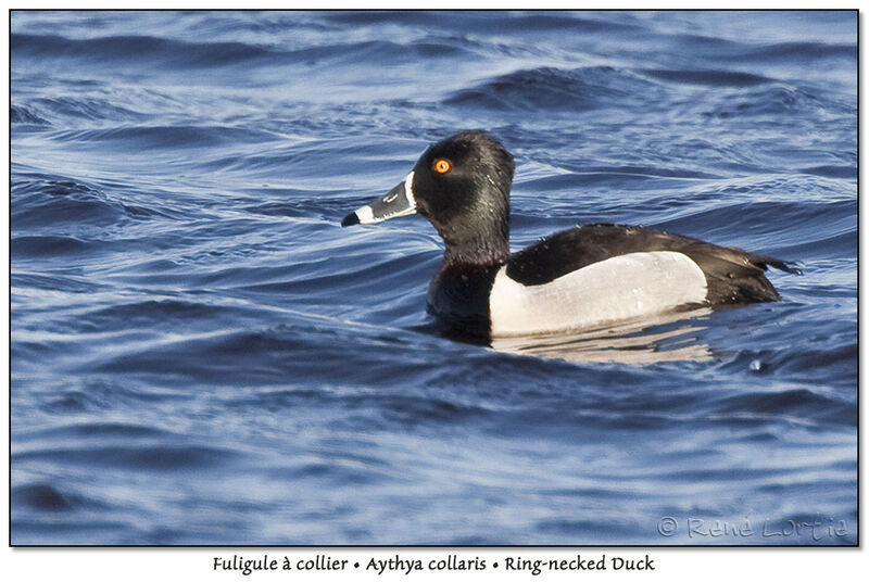 Ring-necked Duck male adult, identification