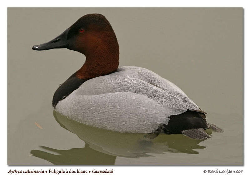 Canvasback