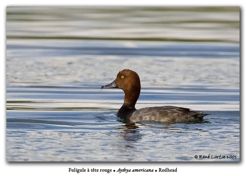 Redhead male adult post breeding