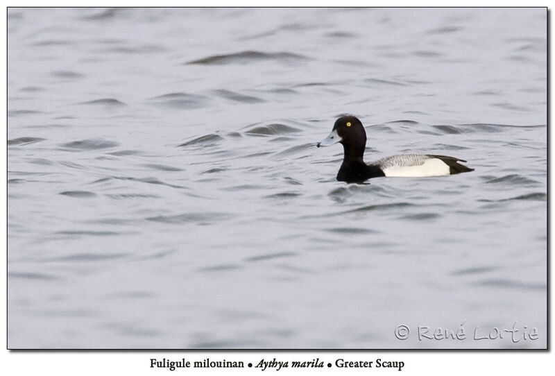 Greater Scaup male adult