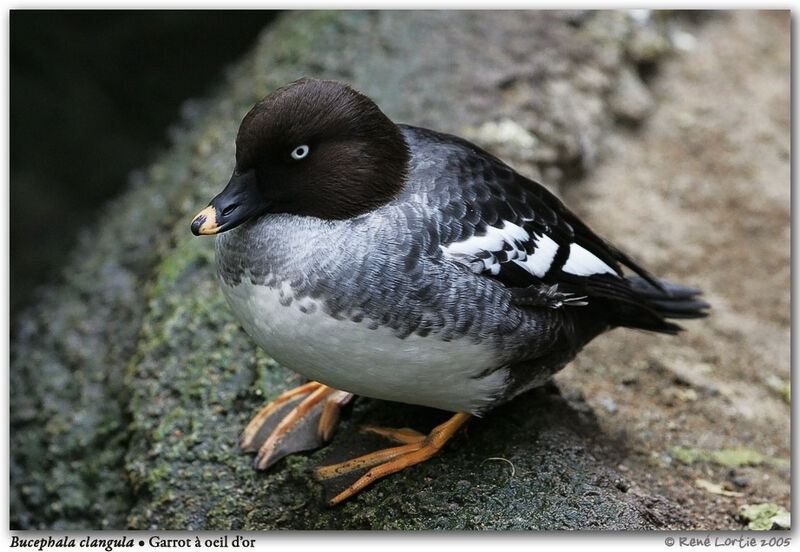 Common Goldeneye