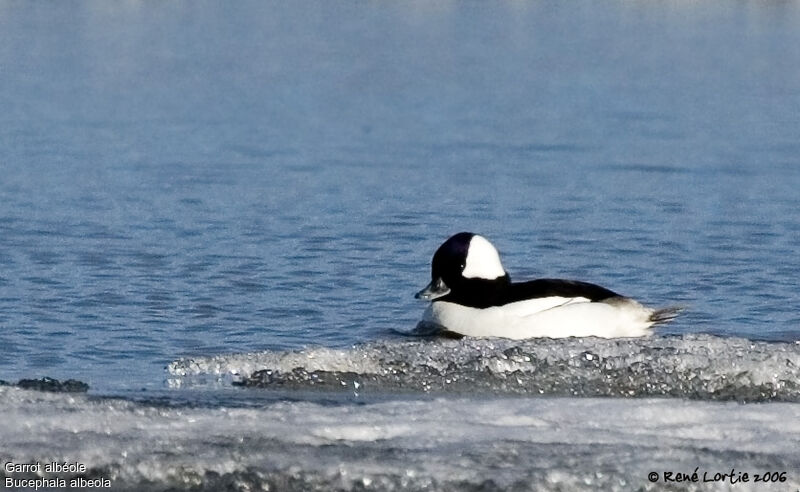 Bufflehead male adult