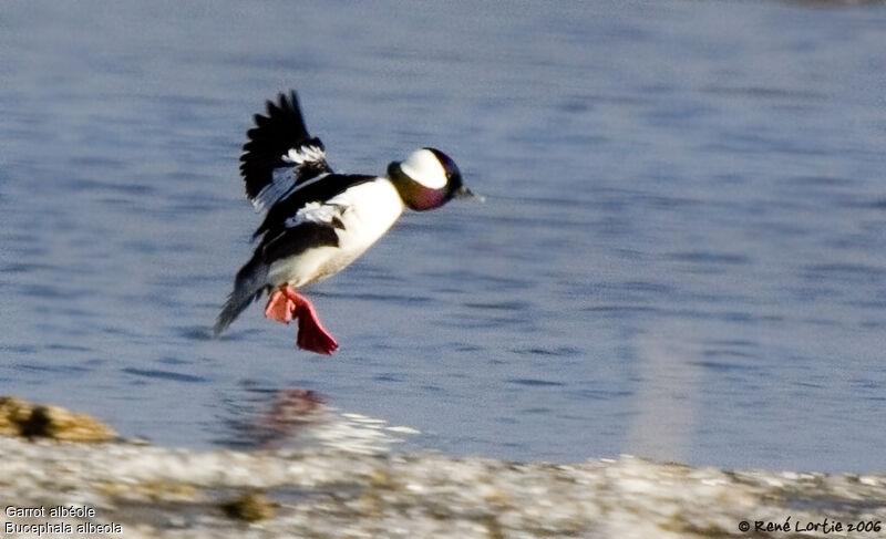 Bufflehead male adult