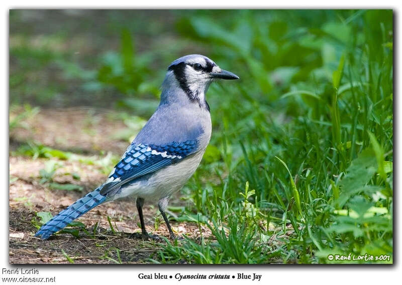 Geai bleuadulte, identification