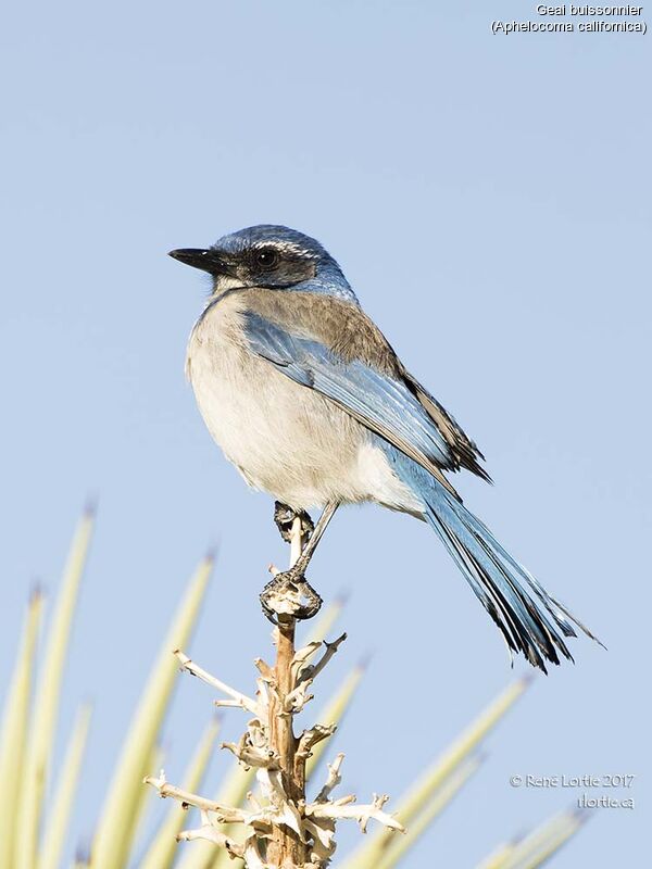 California Scrub Jayadult