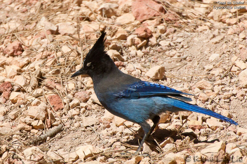 Geai de Stelleradulte, identification