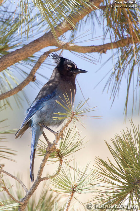 Steller's Jayadult, identification