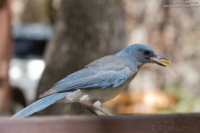 Transvolcanic Jayadult, identification, feeding habits, Behaviour