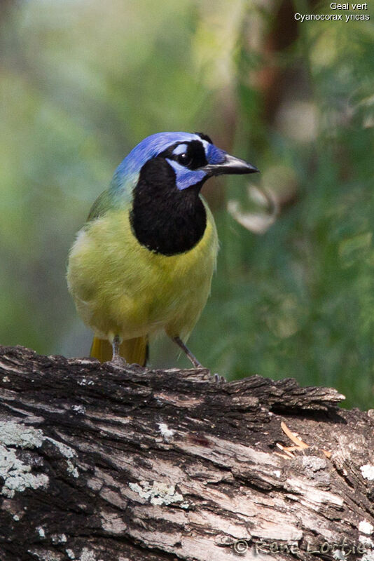 Inca Jayadult, identification