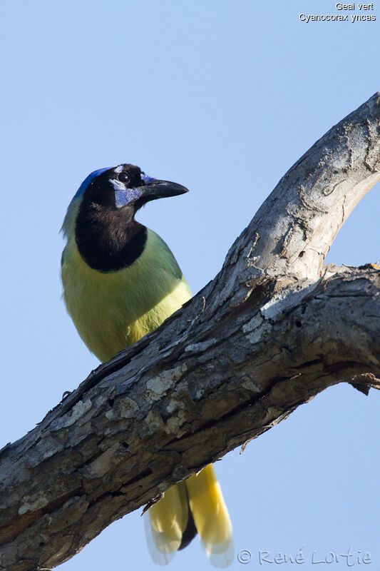 Inca Jayadult, identification