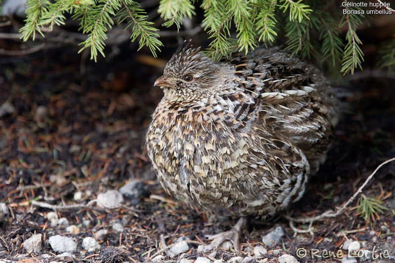 Gélinotte huppée femelle adulte, identification