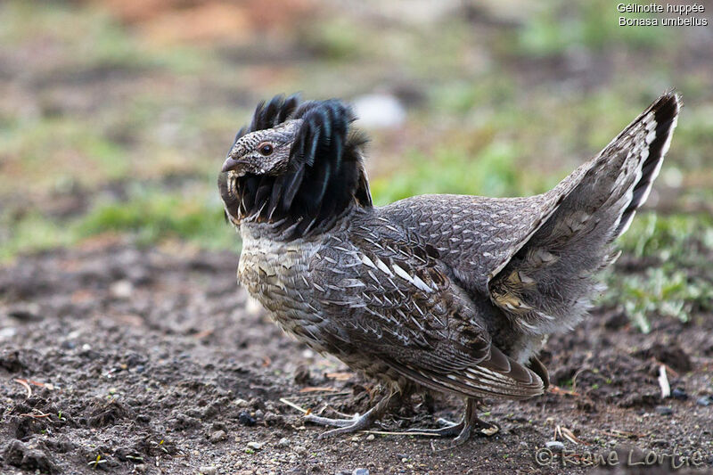 Gélinotte huppée mâle, identification, Comportement