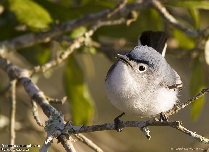 Blue-grey Gnatcatcher male adult breeding