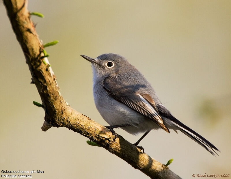 Blue-grey Gnatcatcher