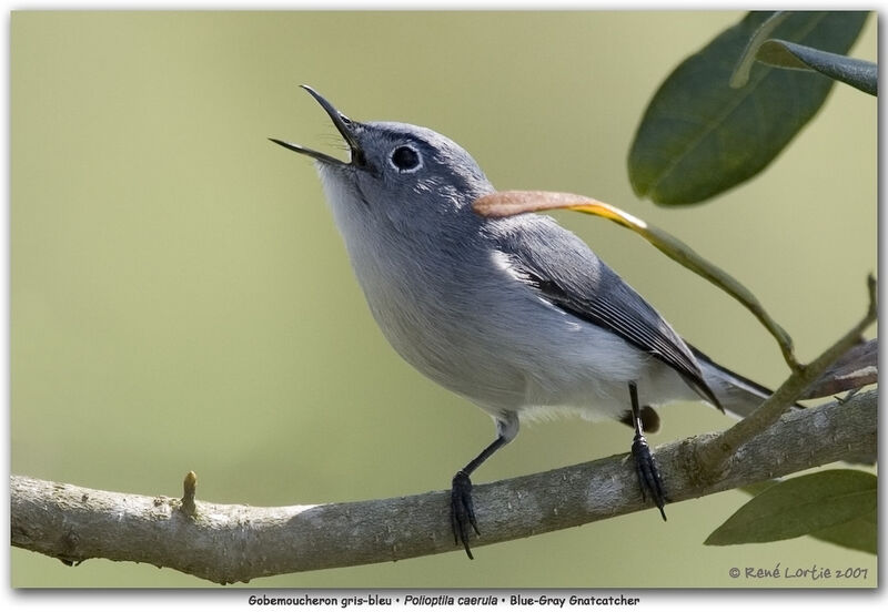 Blue-grey Gnatcatcher