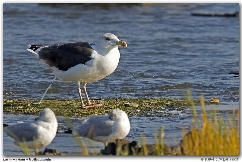 Great Black-backed Gull