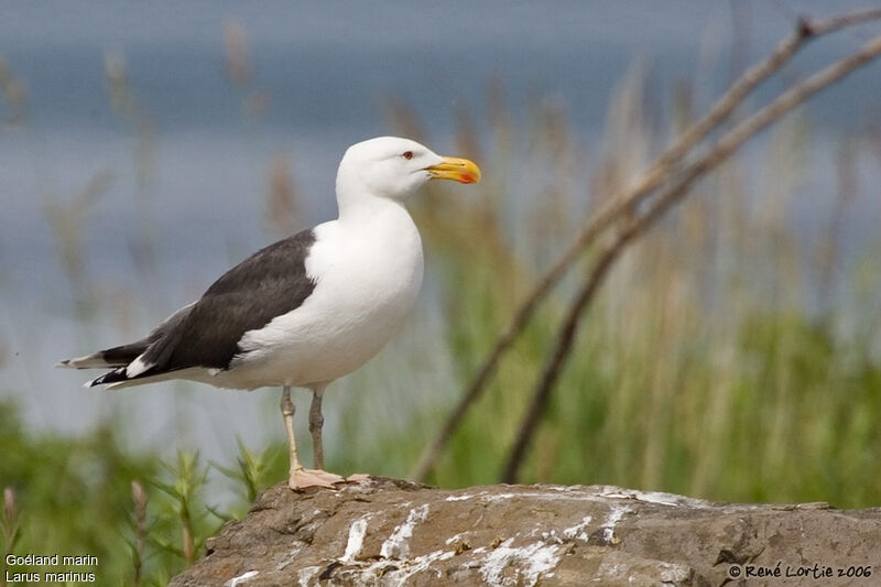 Great Black-backed Gull