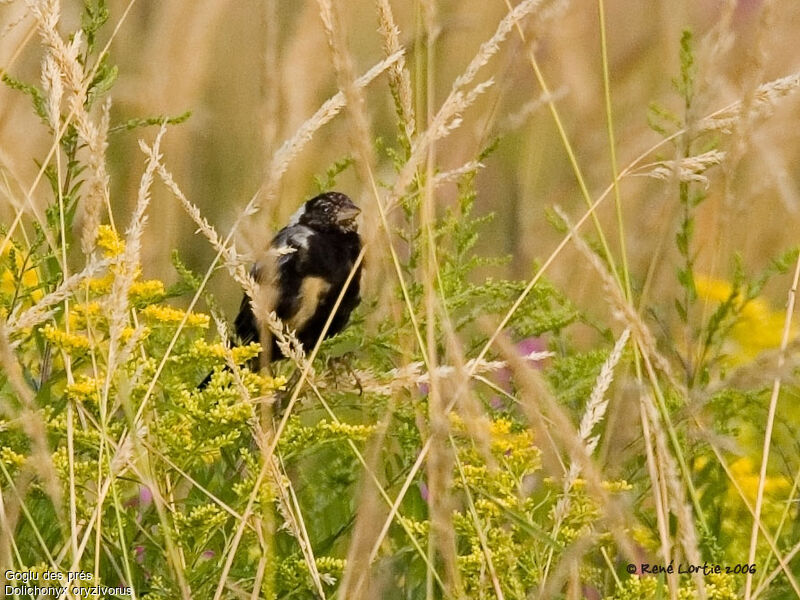 Goglu des prés