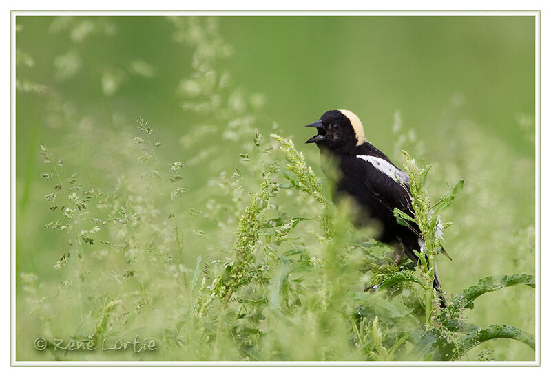 Bobolink male adult breeding, identification, Reproduction-nesting, song