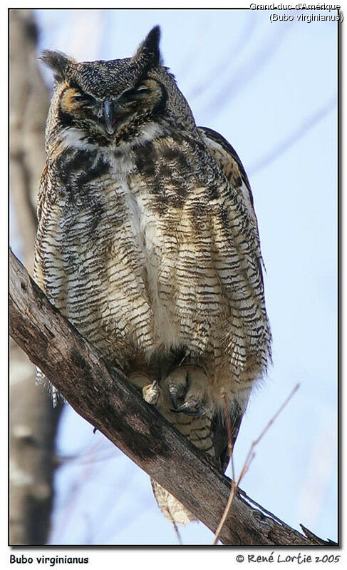 Great Horned Owl