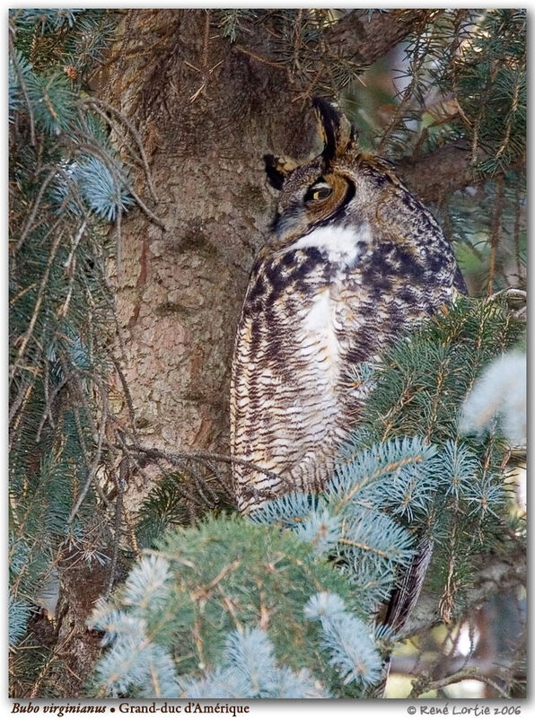 Great Horned Owl