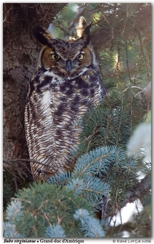 Great Horned Owl