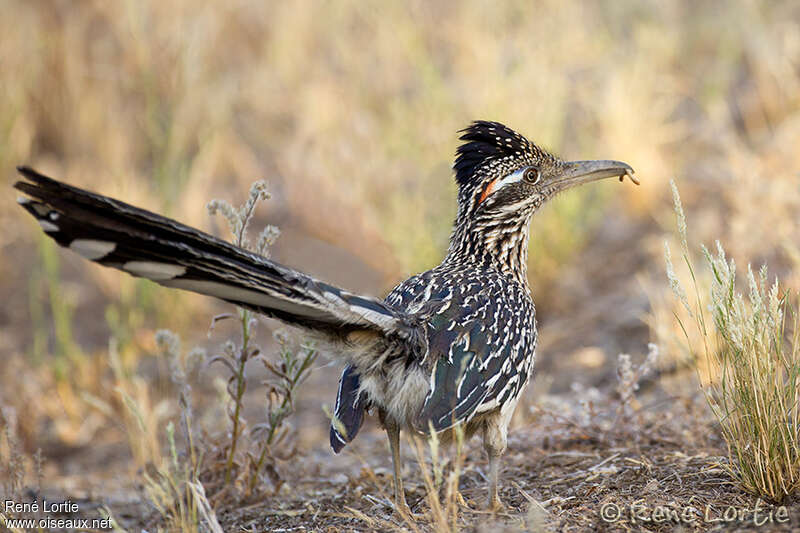 Greater Roadrunneradult, feeding habits