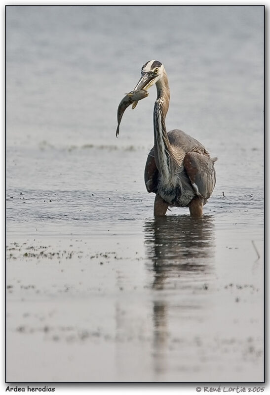 Great Blue Heron