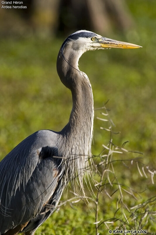 Great Blue Heron