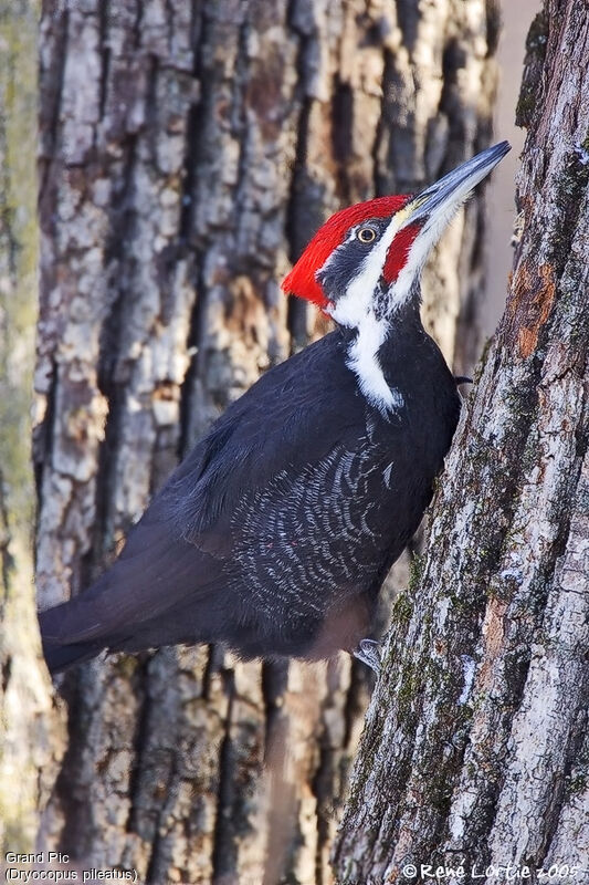 Pileated Woodpecker