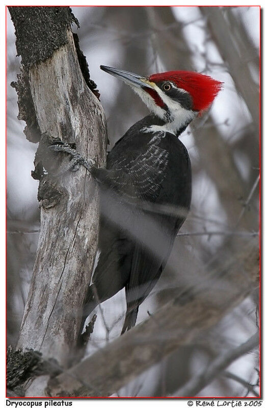 Pileated Woodpecker