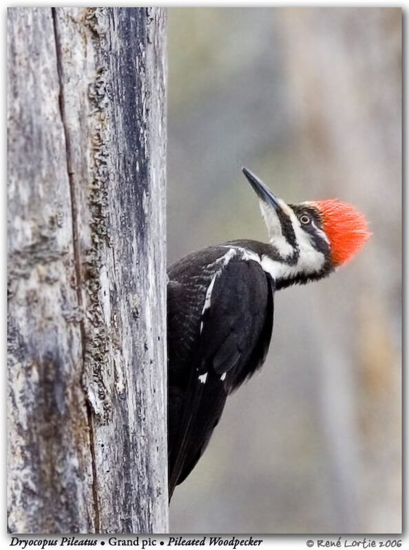 Pileated Woodpecker