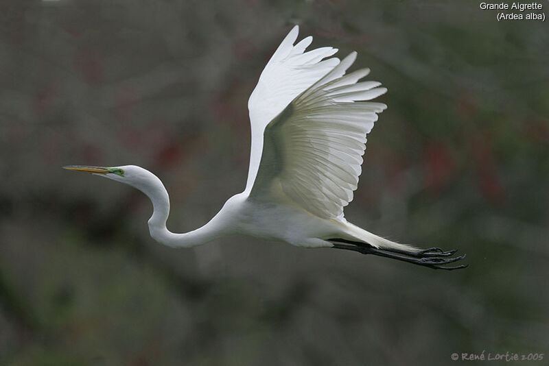 Grande Aigrette