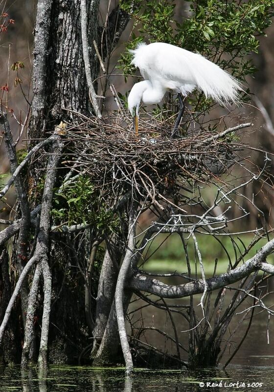 Grande Aigrette