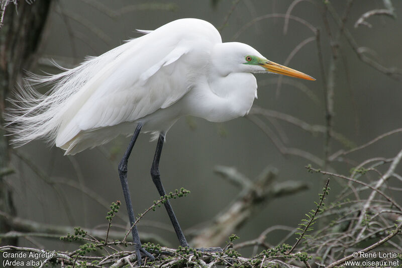 Grande Aigrette