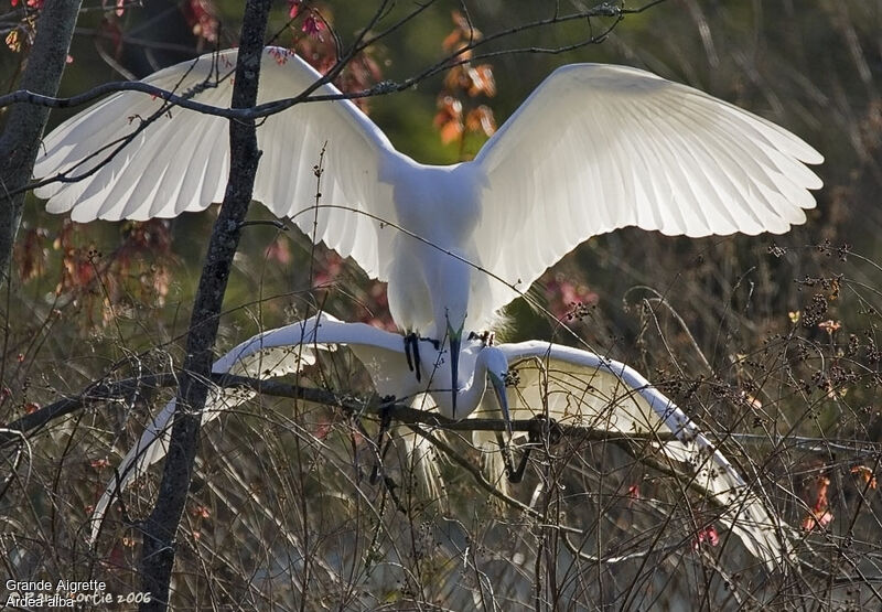 Grande Aigrette adulte nuptial