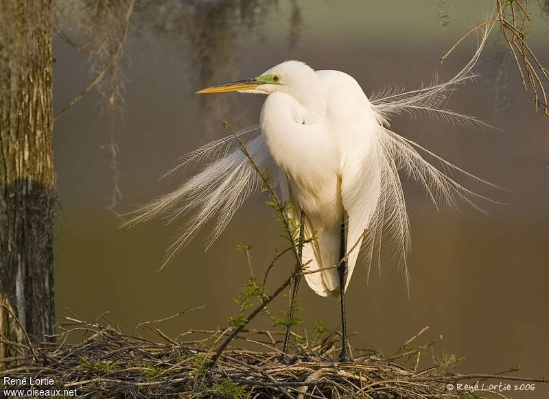 Great Egretadult breeding, aspect, pigmentation, courting display