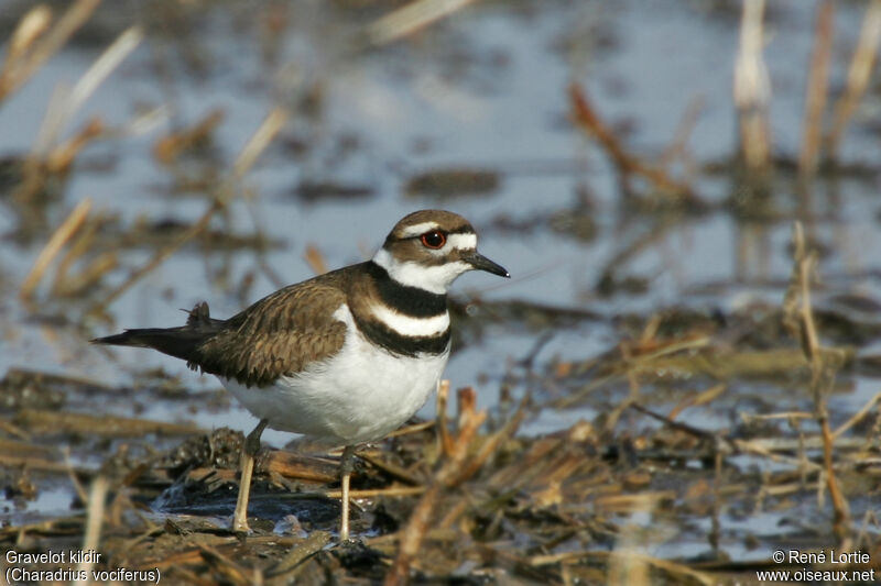 Killdeer