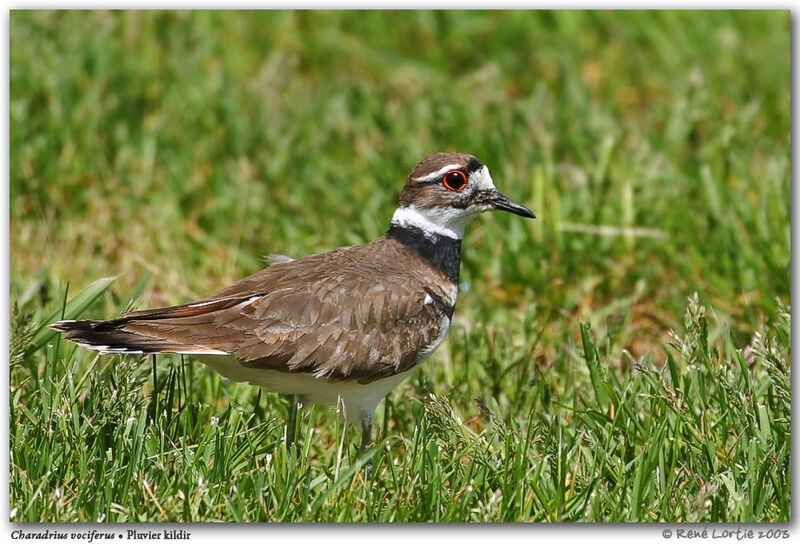 Killdeer