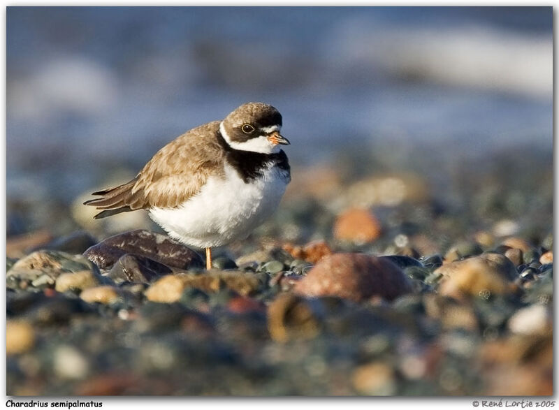 Semipalmated Plover