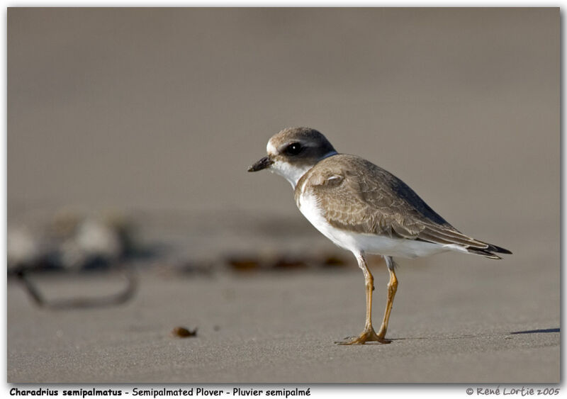 Semipalmated Plover