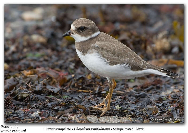 Semipalmated Ploveradult post breeding, identification