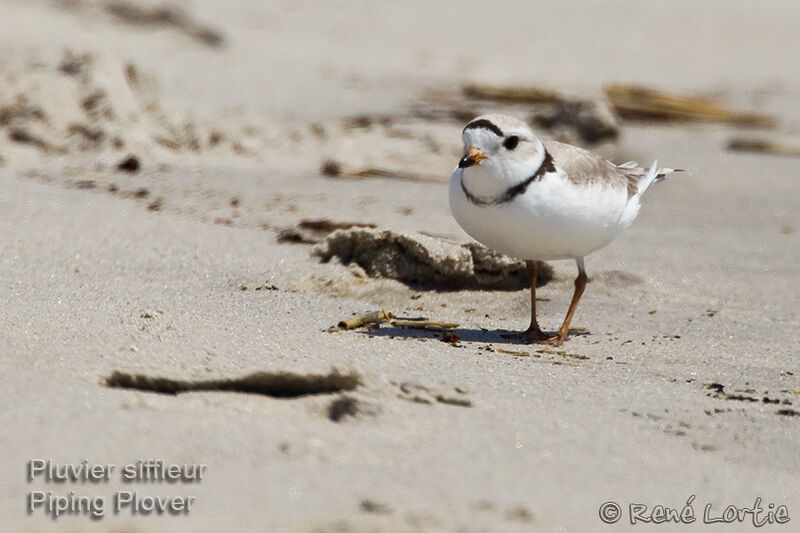 Piping Ploveradult breeding, identification